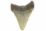 Juvenile Megalodon Tooth - North Carolina #340963-1
